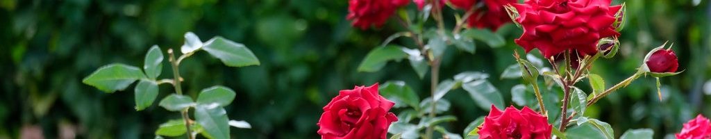 Happy New Month: Welcome to June 2025!