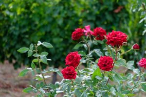 LIVE FOR WHAT MATTERS! THE MANNA