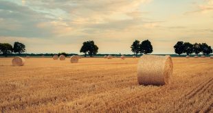 500+ Happy New Month November Messages